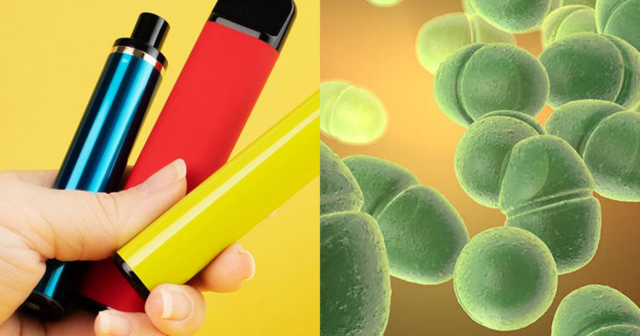 Veyplərdə fekal bakteriyaları tapıldı – YENİ ARAŞDIRMA Veyplərdə fekal bakteriyaları tapıldı – YENİ ARAŞDIRMA