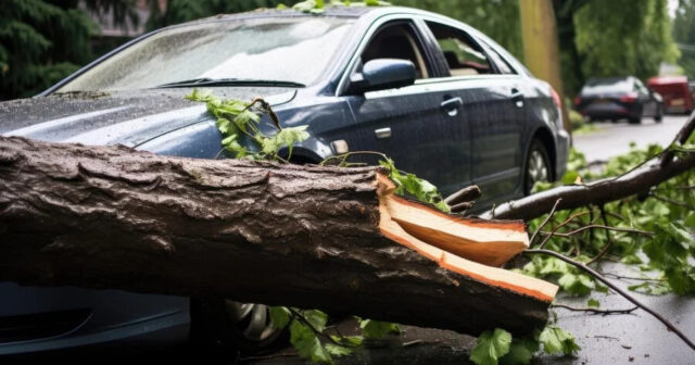 Ağac avtomobilin ÜZƏRİNƏ AŞDI — VİDEO