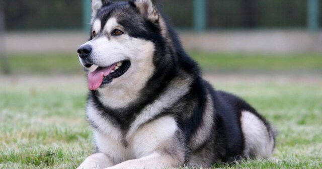 İt təsadüfən iki aylıq körpəni PARÇALADI