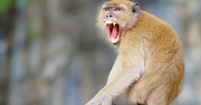 ABŞ-də QƏZA: Təhlükəli virus daşıyan meymunlar QAÇDI – FOTO/VİDEO