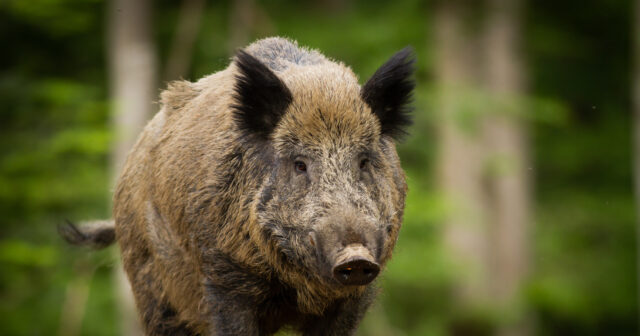Vəhşi qaban supermarketə HÜCUM ETDİ – VİDEO