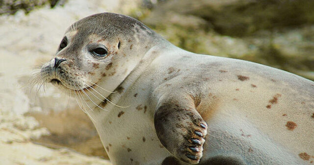Xəzər sahilində 112 ölü suiti aşkarlanıb
