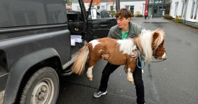 Dünyanın ən kiçik atı “Ginnesin Rekordlar Kitabı”na DÜŞDÜ – FOTOLAR