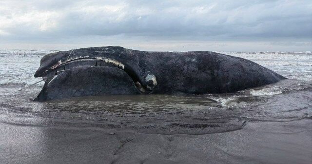 Sahilə atılan nəhəng balina TƏHLÜKƏ YARATDI: Cəsəd PARTLAYA BİLƏR – VİDEO