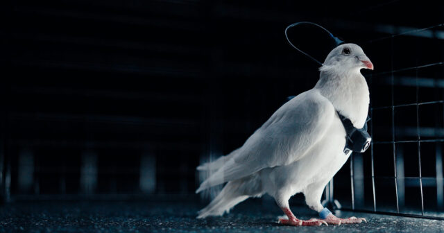 Rusiyada “göyərçin-dronlar” FƏALİYYƏTƏ BAŞLADI – FOTO Rusiyada “göyərçin-dronlar” FƏALİYYƏTƏ BAŞLADI – FOTO