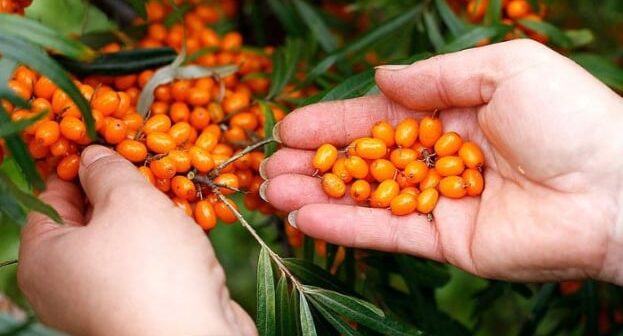 Çaytikanı qocalmanı ləngidir, xərçəng riskini azaldır – ARAŞDIRMA
