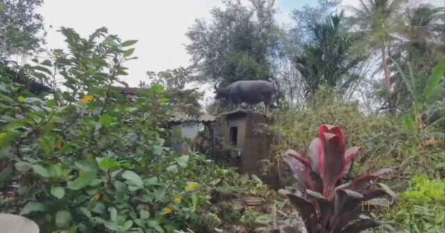 Vyetnamda QƏRİBƏ HADİSƏ: 5 gündür damda qalan camış DÜŞƏ BİLMİR – VİDEO