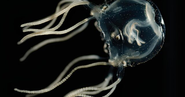 İki yaşlı uşaq zəhərli kubomeduzanın sancmasından ÖLDÜ – FOTO