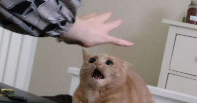 Pişiklər üçün ÖLÜMCÜL əl hərəkəti – Baytarlar XƏBƏRDAR EDİR Pişiklər üçün ÖLÜMCÜL əl hərəkəti – Baytarlar XƏBƏRDAR EDİR