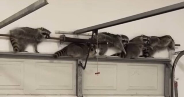 Qarajdan gələn səslərə baxmağa gedən ailə ŞOKA DÜŞDÜ – VİDEO