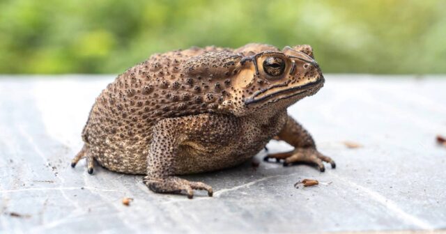 Qırmızı Kitabın “itmiş” qurbağası 40 ildən sonra Rusiyada TAPILDI