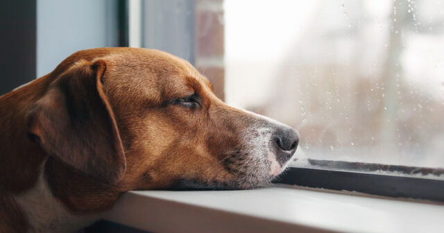 Amerikada it təsadüfən sahibini tüfənglə VURDU