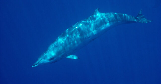 Gizli yaşayan nadir balina İLK DƏFƏ üzə çıxdı – FOTO