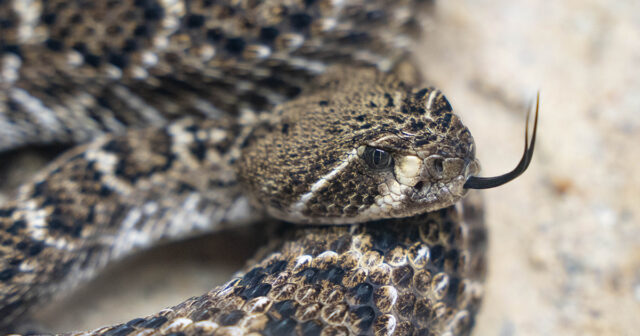 Nəhəng pitonun işçiyə HÜCUMU: 4 metrlik ilan kişini BOĞMAĞA BAŞLADI – VİDEO