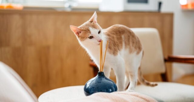 Aromadiffuzorlar it və pişikləri öldürə bilər – Baytarlardan XƏBƏRDARLIQ