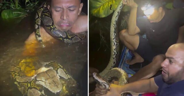 İndoneziyada piton bələdçinin boynuna DOLANDI – VİDEO İndoneziyada piton bələdçinin boynuna DOLANDI – VİDEO