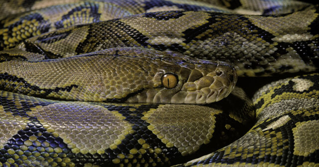 Filippində DAŞQIN: İlanlar küçələri ZƏBT ETDİ – VİDEO Filippində DAŞQIN: İlanlar küçələri ZƏBT ETDİ – VİDEO