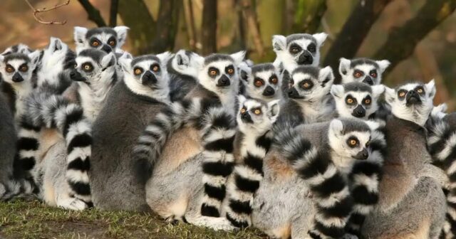 Adada ŞOK VƏZİYYƏT – Varlılar nəsli kəsilən heyvanları YEYİR Adada ŞOK VƏZİYYƏT – Varlılar nəsli kəsilən heyvanları YEYİR