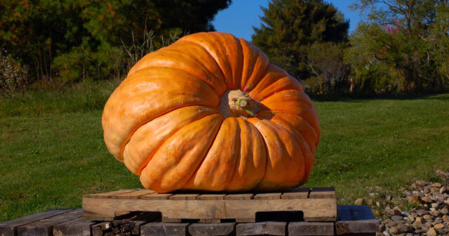 900 kq-lıq balqabaq maşını XURD-XƏŞİL ETDİ – VİDEO 900 kq-lıq balqabaq maşını XURD-XƏŞİL ETDİ – VİDEO