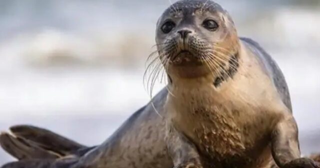 İranda Xəzər suitiləri üçün xüsusi mərkəz YARADILDI