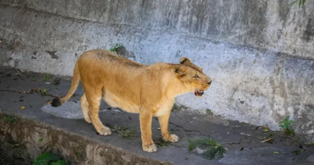 Braziliyada DƏHŞƏTLİ OLAY: Şir qəfəsinə girən gənci PARÇALADI – VİDEO Braziliyada DƏHŞƏTLİ OLAY: Şir qəfəsinə girən gənci PARÇALADI – VİDEO