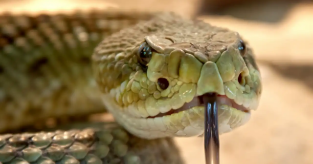 Benzinlə ilan öldürmək istəyən personal turisti YANDIRDI – FOTOLAR Benzinlə ilan öldürmək istəyən personal turisti YANDIRDI – FOTOLAR