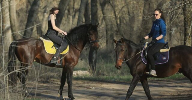 Manyak atlara “kislota” İÇİRTDİ: 5 heyvan ölüm ayağındadır – VİDEO