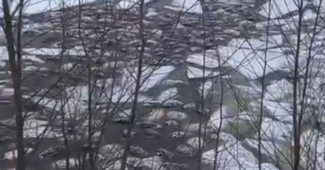 Çobanın səhvi FƏLAKƏTLƏ NƏTİCƏLƏNDİ: Yüzlərlə qoyun SUDA BOĞULDU – VİDEO