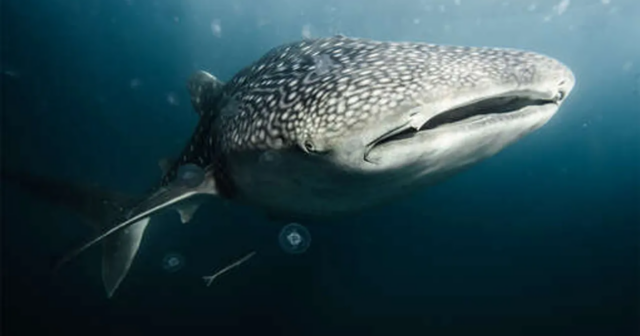 İlk dəfə RAST GƏLİNDİ: Hindistanda 9 metrlik köpəkbalığı TUTULDU – FOTO