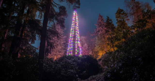 Böyük Britaniya rekorda İMZA ATDI: Nəhəng yolka QURAŞDIRILDI – VİDEO