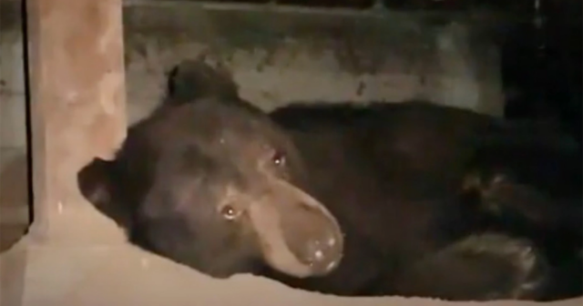 Kaliforniyada bir ayını qovmaq 37 gün ÇƏKDİ – FOTO