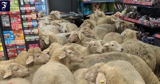 Supermarketdə ŞOK ANLAR: Yüz qoyun qəfildən içəri DOLUŞDU – VİDEO