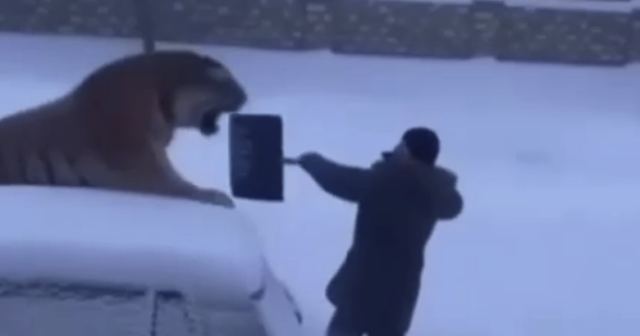 Saxta pələng hücumu videosu BAHA BAŞA GƏLDİ – Polis İŞƏ QARIŞDI – VİDEO