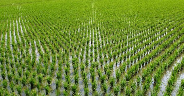 Çin alimlərindən inqilabi YENİLİK – Dünyada ilk KLON-DÜYÜ yaradıldı