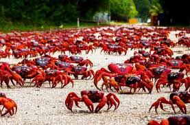 Milyonlarla xərçəngin 9 günlük YÜRÜŞÜ: Cəngəlliklərə doğru böyük KÖÇ – VİDEO