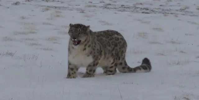 Dağ yolunda BƏBİR HÜCUMU: Gənc qızın üzü TANINMAZ HALA DÜŞDÜ – VİDEO