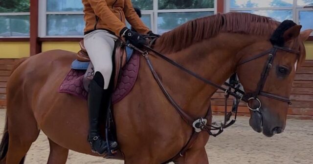 Məşhur ekstrasensin qızı atı işgəncə ilə DÖYDÜ – Heyvanın kəlləsi SINDI – FOTO Məşhur ekstrasensin qızı atı işgəncə ilə DÖYDÜ – Heyvanın kəlləsi SINDI – FOTO