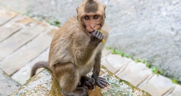 Vyetnamda aqressiv meymun turistin qolunu DİŞLƏDİ – VİDEO