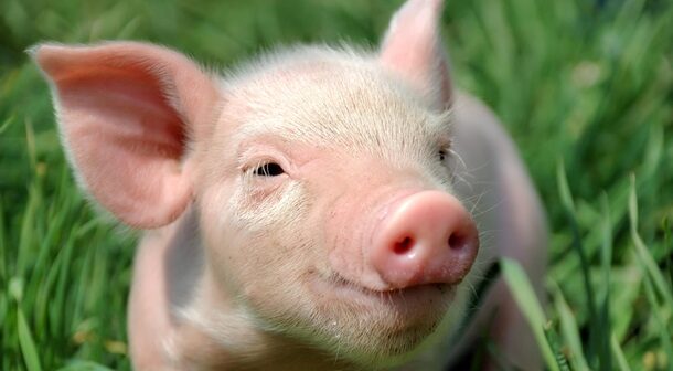 İnsanlara donuz orqanları KÖÇÜRÜLƏCƏK – Xidmət PULSUZ OLACAQ