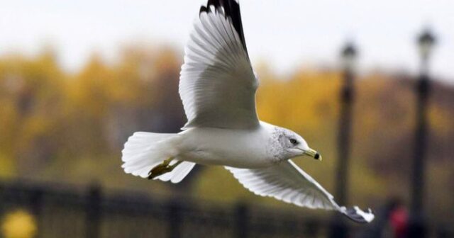 Futbol matçında DUYĞULU ANLAR: Futbolçular topun vurduğu quşu HƏYATA QAYTARDILAR – VİDEO