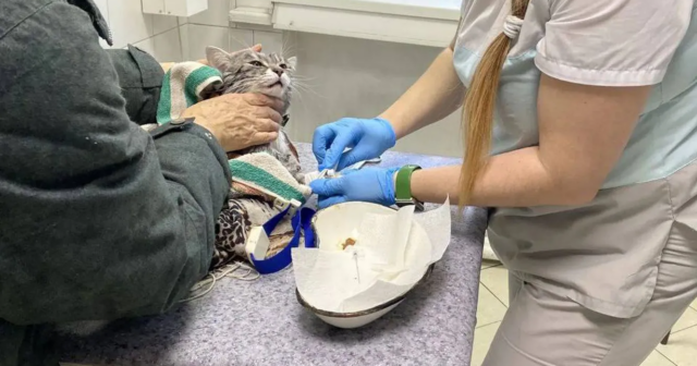 Paltaryuyan maşında yuyulan pişik möcüzə nəticəsində SAĞ QALDI – FOTO