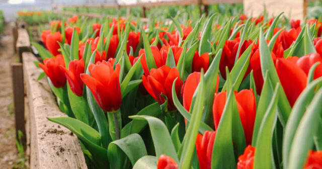 “Amazon” meneceri işini atıb zanbaq ferması QURDU: 17 futbol meydançası böyüklüyündə ƏRAZİ – FOTO