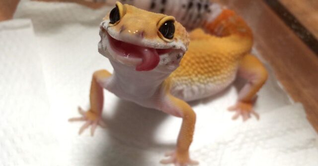 Bavariyada heyvanlara qarşı QƏDDARLIQ: 32 gekkon acından TƏLƏF OLDU – FOTO