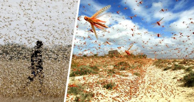 İspaniyanı çəyirtkələr BASDI: Turistlər TƏŞVİŞ İÇİNDƏDİR – VİDEO