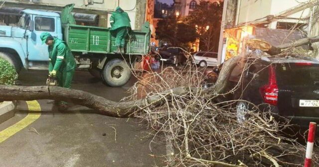 Son iki gündə güclü külək Bakıda 78 ağacı sındırıb