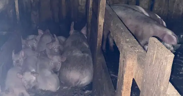 17 yaşlı qızın cəsədini donuzlara yedirdən caniyə HÖKM OXUNDU – FOTO/VİDEO