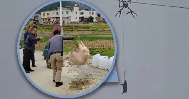 Çində BLEKAUT: Dronla aparılan donuz minlərlə insanı İŞIQSIZ QOYDU – FOTO