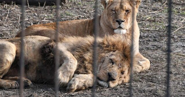 Zooparkda DƏHŞƏTLİ ANLAR: Şirlər azyaşlı qızı PARÇALAMAQ İSTƏDİ – VİDEO