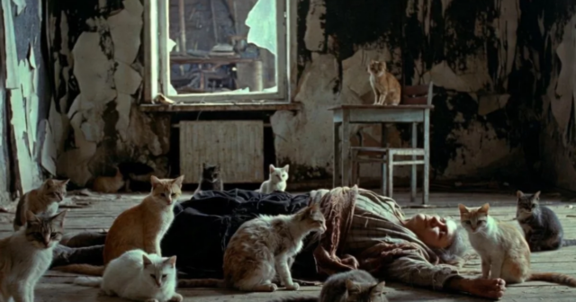 Mənzildə SARSIDICI MƏNZƏRƏ: Ölmüş qadının cəsədini pişiklər YEDİ – VİDEO Mənzildə SARSIDICI MƏNZƏRƏ: Ölmüş qadının cəsədini pişiklər YEDİ – VİDEO