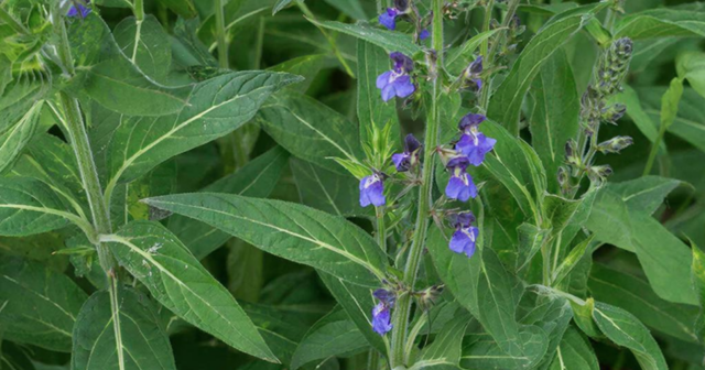 Bağbanların NƏZƏRİNƏ: Bu bitkini əkənləri 8 ilədək HƏBS GÖZLƏYİR